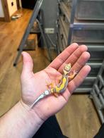 0.1 tremper luipaardgekko, Dieren en Toebehoren, Reptielen en Amfibieën, Hagedis, 0 tot 2 jaar
