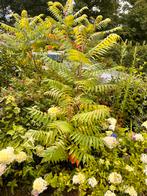 Fluweelboom 1,5m hoog, Tuin en Terras, Ophalen, Zomer, Overige soorten, Volle zon