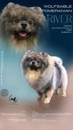 Dekreu Pomeranian FCI CM/SM en PL vrij getest Embark, Dieren en Toebehoren, Honden | Poolhonden, Keeshonden en Oertypen, CDV (hondenziekte)
