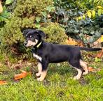 kelpie / border collie puppy’s, Overige rassen, 8 tot 15 weken, Meerdere, Meerdere dieren