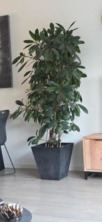Ficus Cyathistipula - Kamerplant, Ophalen, Ficus, Halfschaduw, Minder dan 100 cm
