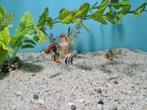 Microgeophagus Ramirezi dwergcichliden, Dieren en Toebehoren, Vissen | Aquariumvissen, Vis, Zoetwatervis