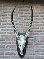 Schedel Afrikaanse Waterbuck / Waterbok Op Houten schild e75, Ophalen, Wild dier, Schedel