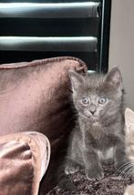 Korte britshaar / korat, Dieren en Toebehoren, Katten en Kittens | Raskatten | Korthaar