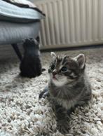 3 prachtige kittens
