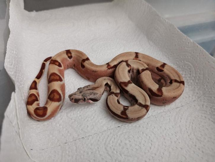 Boa : 1.0 poss super hypo het vpi, Dieren en Toebehoren, Reptielen en Amfibieën, Slang, 0 tot 2 jaar