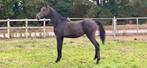 Prachtige jaarling hengst, Dieren en Toebehoren, Paarden, Hengst, Dressuurpaard, 0 tot 2 jaar