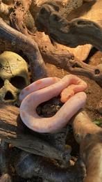 Jonge boa constrictor albino leopard 1.0, Dieren en Toebehoren, Reptielen en Amfibieën, Slang, 0 tot 2 jaar