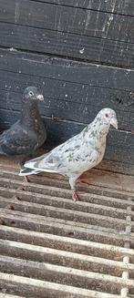 Mooie bruinzwartstipper kleurpostduiven, Dieren en Toebehoren, Mannelijk, Postduif
