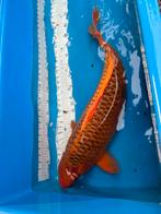 65 cm matsuba koi, Dieren en Toebehoren, Vissen | Vijvervissen, Karper of Koi