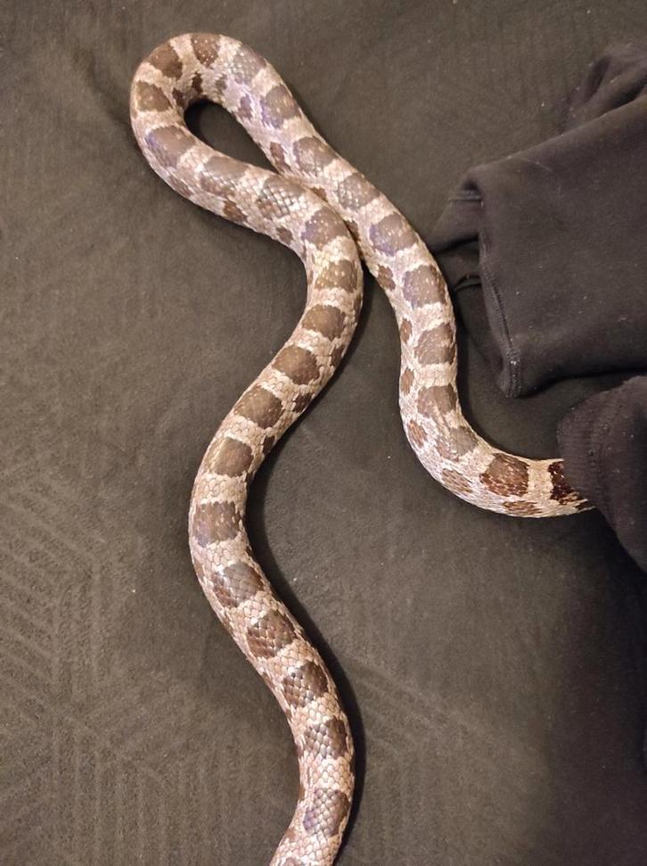 Pantherophis Guttatus korrenslang