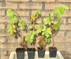 DRUIVENPLANTEN, blauwe druiven, druiven planten, nog 10 stuk, Tuin en Terras, Planten | Fruitbomen, Minder dan 100 cm, Lente, Overige soorten