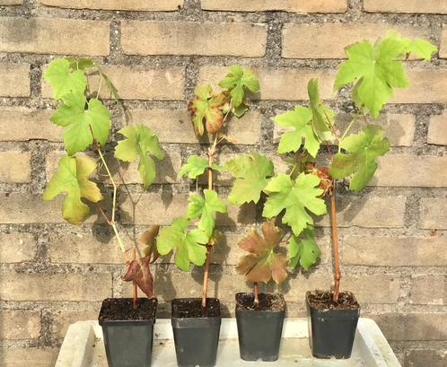 DRUIVENPLANTEN, blauwe druiven, druiven planten, nog 10 stuk, Tuin en Terras, Planten | Fruitbomen, Overige soorten, Minder dan 100 cm