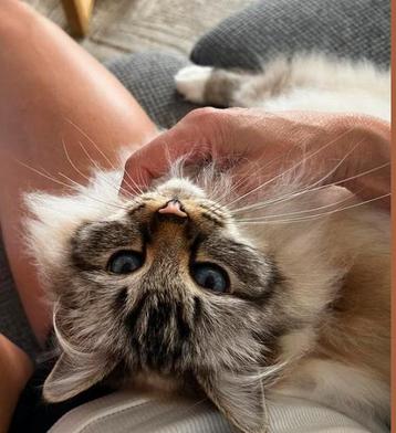 Kattenopvang in Bergen Noord-Holland beschikbaar voor biedingen