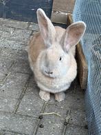 Binnenkort te koop!!! Nu pas 3 weken oud!, Meerdere dieren, Groot, Hangoor, 0 tot 2 jaar