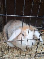 2 konijnen hangoor ram, Dieren en Toebehoren, Konijnen, Mannelijk, Klein, Hangoor, 0 tot 2 jaar