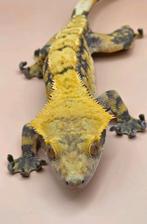 Wimpergekko RTB, Hagedis, 0 tot 2 jaar