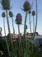 Kaardebol Paars, Tuin en Terras, Ophalen of Verzenden, Voorjaar, Volle zon, Zaad