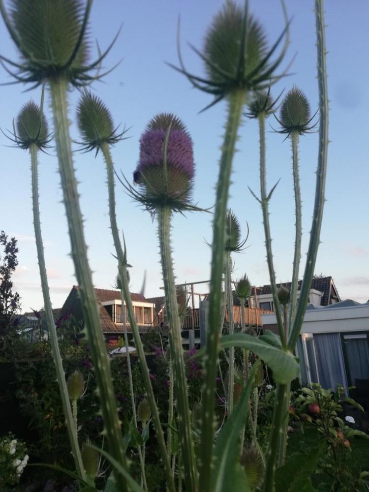Kaardebol Paars, Tuin en Terras, Bloembollen en Zaden, Zaad, Voorjaar, Volle zon, Ophalen of Verzenden