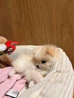 Teef Pomeriaan Hondje, Dieren en Toebehoren, Honden | Niet-rashonden, Rabiës (hondsdolheid), 8 tot 15 weken, Teef, Eén hond
