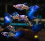 Bleu metal snakeskin guppy guppies guppie, Dieren en Toebehoren, Vissen | Aquariumvissen