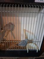 div voiliere vogels, Dieren en Toebehoren, Vogels | Overige Vogels, Meerdere dieren, Tropenvogel, Geringd