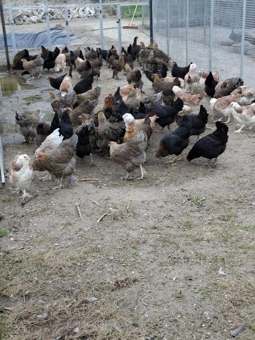 Brahma groot hennen, Dieren en Toebehoren, Pluimvee, Kip, Vrouwelijk