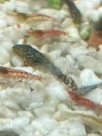 Rode garnaaltjes en jonge algeneters en platy visjes, Dieren en Toebehoren, Vissen | Aquariumvissen, Kreeft, Krab of Garnaal