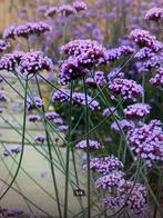 Verbena bonariensis 80 tot 110 cm hoog, Ophalen, Zomer, Overige soorten, Volle zon