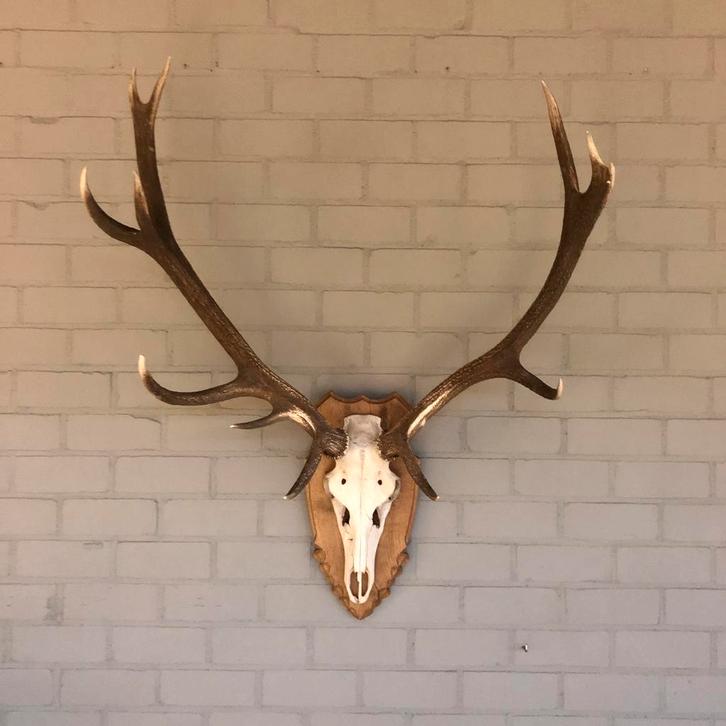 Gewei, edelhert gewei, herten geweien, hert, kerstversiering, Antiek en Kunst, Curiosa en Brocante, Ophalen