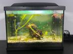 Tropische vissen aquarium 40l, incl. vissen en toebehoren, Dieren en Toebehoren, Ophalen, Gebruikt, Gevuld zoetwateraquarium