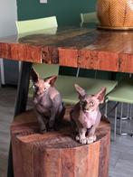 Sphynx, Dieren en Toebehoren, Poes, Gechipt