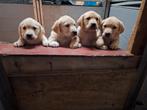 Lieve, energieke boerderij labradorpups te koop, Dieren en Toebehoren, Honden | Retrievers, Spaniëls en Waterhonden, 8 tot 15 weken