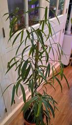 🪴Ficus Alii🪴 - Leuke Kamerplant OPHALEN, Ophalen, Ficus, Halfschaduw, Minder dan 100 cm