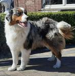 DEKREU Australian shepherd bleu merle, België, Particulier, Rabiës (hondsdolheid), Reu