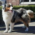 DEKREU Australian shepherd bleu merle, Particulier, Rabiës (hondsdolheid), België, 1 tot 2 jaar