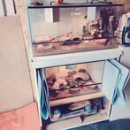 Luipaardgekkos incl terrarium., Dieren en Toebehoren, Reptielen en Amfibieën, Hagedis, Met terrarium, 3 tot 6 jaar