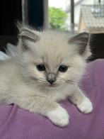 Hele lieve mooie Seal mitted en mink ragdoll kittens geboren, Dieren en Toebehoren, Katten en Kittens | Raskatten | Langhaar, Meerdere dieren
