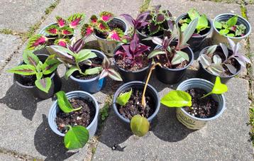 Kamerplantjes🪴€1/€1,50 p.st Tradescantia Coleus🌿OPHALEN  beschikbaar voor biedingen