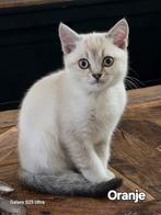 100 % zuiver Britse korthaar kittens volledig 💉 en gechipt, Dieren en Toebehoren, Katten en Kittens | Raskatten | Korthaar, Gechipt