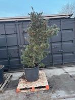pinus parviflora schoon's bonsai, Tuin en Terras, Vaste plant, Bloeit niet, Halfschaduw, Ophalen