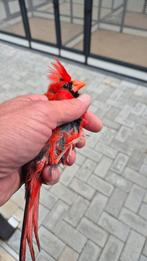 Te super mooi koppel rode kardinalen vast geringd inclusief, Meerdere dieren, Tropenvogel, Geringd
