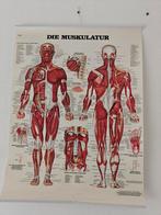 Anatomie posters Duits- Spieren ,Zenuwstelsel en Skelet, Ophalen of Verzenden, Gebruikt