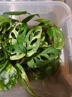 Monstera Adansonii Variegata Stek - Geworteld in Mos, Overige soorten, Minder dan 100 cm, Groene kamerplant, Halfschaduw