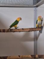 Koppel roestkop caique's., Dieren en Toebehoren, Vogels | Parkieten en Papegaaien