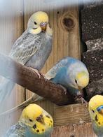 Regenboog grasparkieten, Dieren en Toebehoren, Vogels | Parkieten en Papegaaien, Meerdere dieren, Parkiet, Geringd