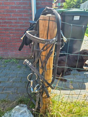 Te koop: 2 hoofdstellen beschikbaar voor biedingen