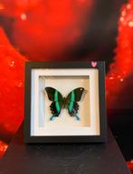 Papilio blumei in lijst, Ophalen of Verzenden, Nieuw, Insect, Opgezet dier