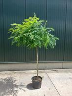 Bol acacia - bolboom, Tuin en Terras, Planten | Bomen, In pot, Zomer, Ophalen of Verzenden, Bolboom