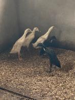 Pulletjes loopeenden, Dieren en Toebehoren, Meerdere dieren, Eend